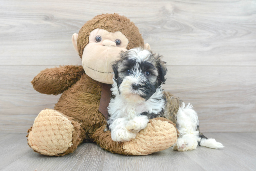 Little Havanese Purebred Pup