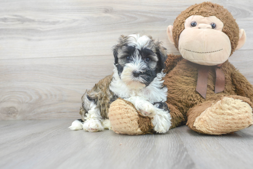 Playful Havanese Baby