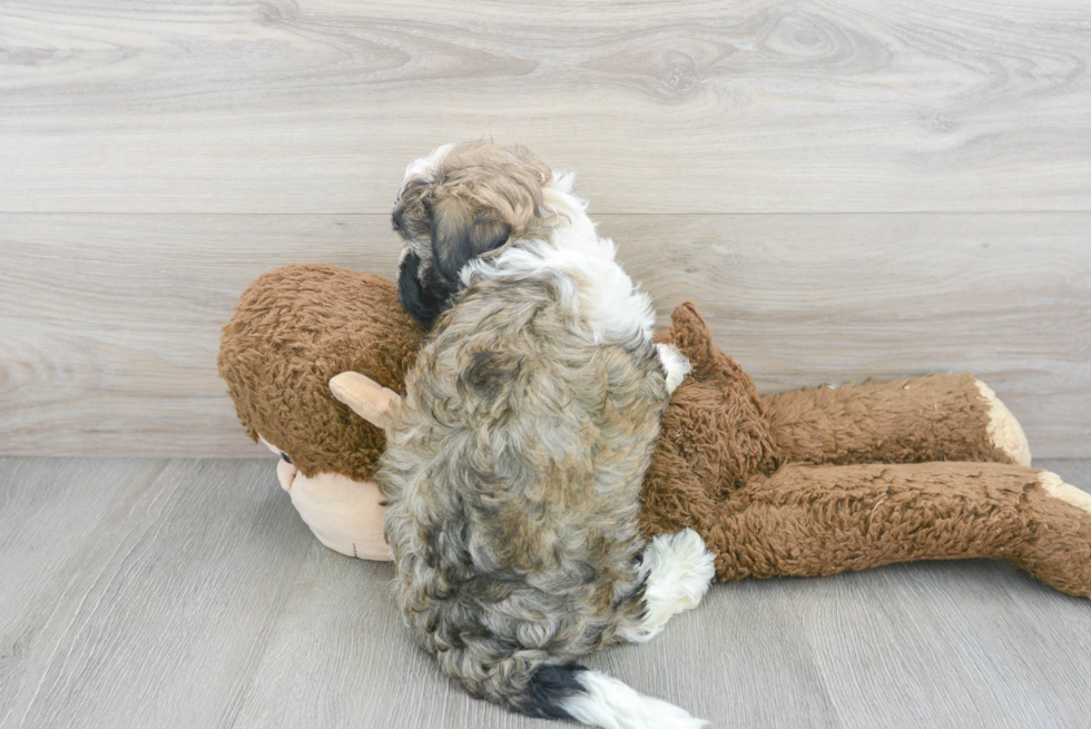 Havanese Puppy for Adoption