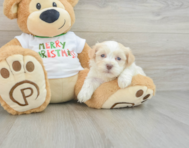 5 week old Havanese Puppy For Sale - Premier Pups