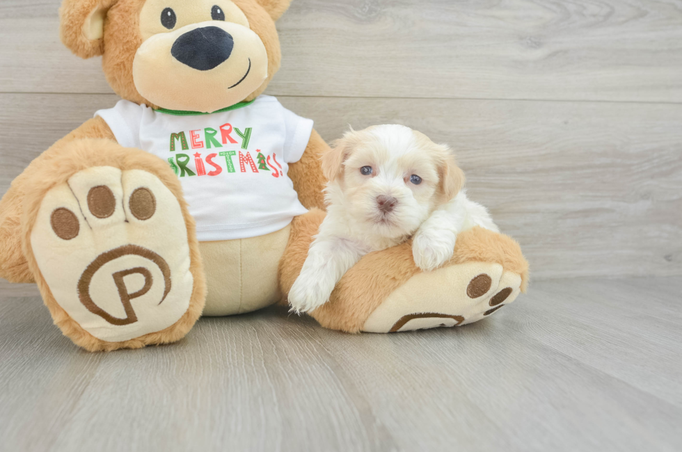 5 week old Havanese Puppy For Sale - Premier Pups