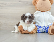 6 week old Havanese Puppy For Sale - Premier Pups