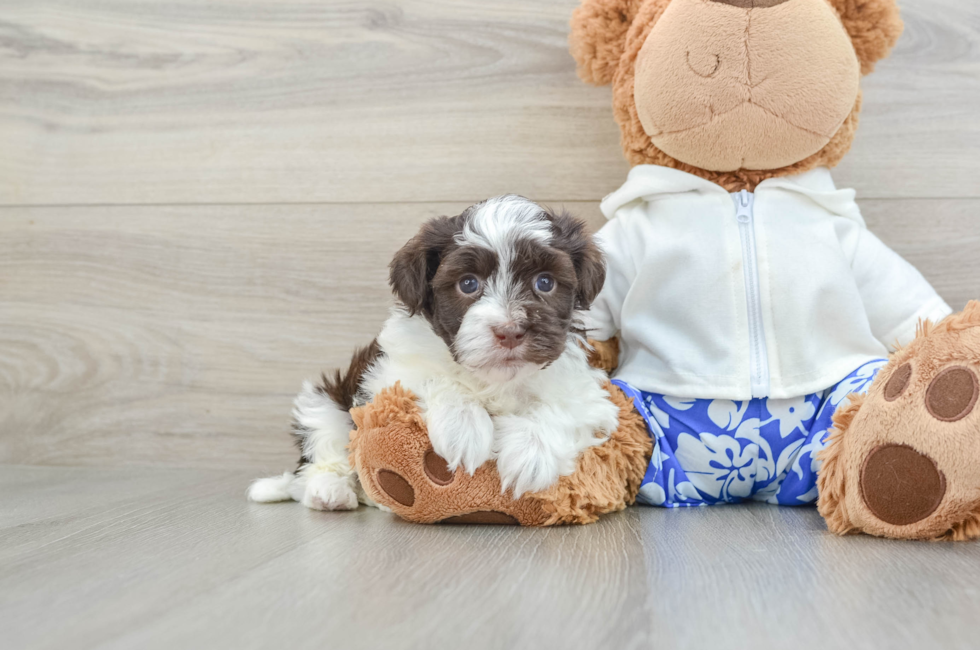 6 week old Havanese Puppy For Sale - Premier Pups