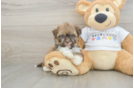 Funny Havanese Purebred Pup