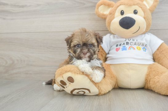 Funny Havanese Purebred Pup