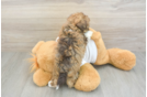 Havanese Pup Being Cute