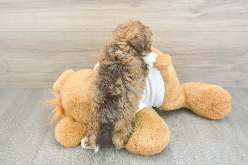 Havanese Pup Being Cute