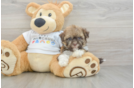 Adorable Havanese Cuban Bichon Purebred Puppy