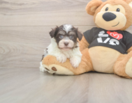 6 week old Havanese Puppy For Sale - Premier Pups