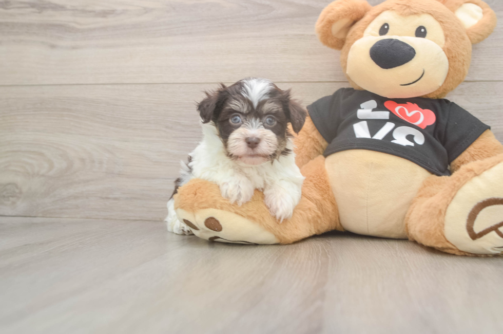 5 week old Havanese Puppy For Sale - Premier Pups