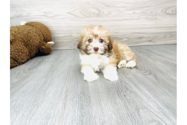 Havanese Pup Being Cute