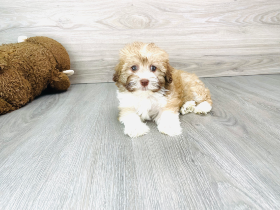 Havanese Pup Being Cute