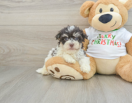 5 week old Havanese Puppy For Sale - Premier Pups