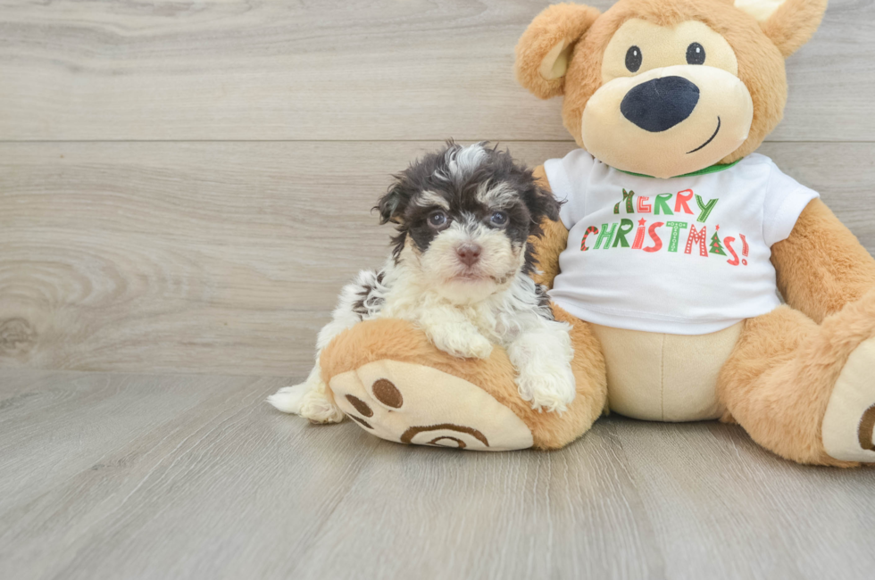 5 week old Havanese Puppy For Sale - Premier Pups