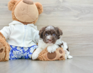 6 week old Havanese Puppy For Sale - Premier Pups