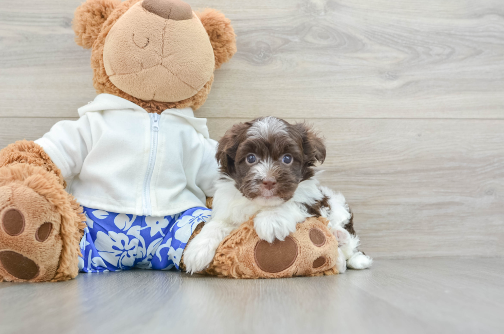 6 week old Havanese Puppy For Sale - Premier Pups