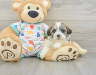 5 week old Havanese Puppy For Sale - Premier Pups