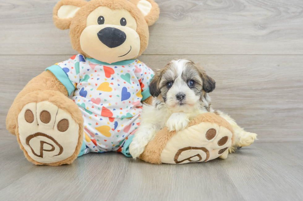 5 week old Havanese Puppy For Sale - Premier Pups