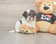 6 week old Havanese Puppy For Sale - Premier Pups