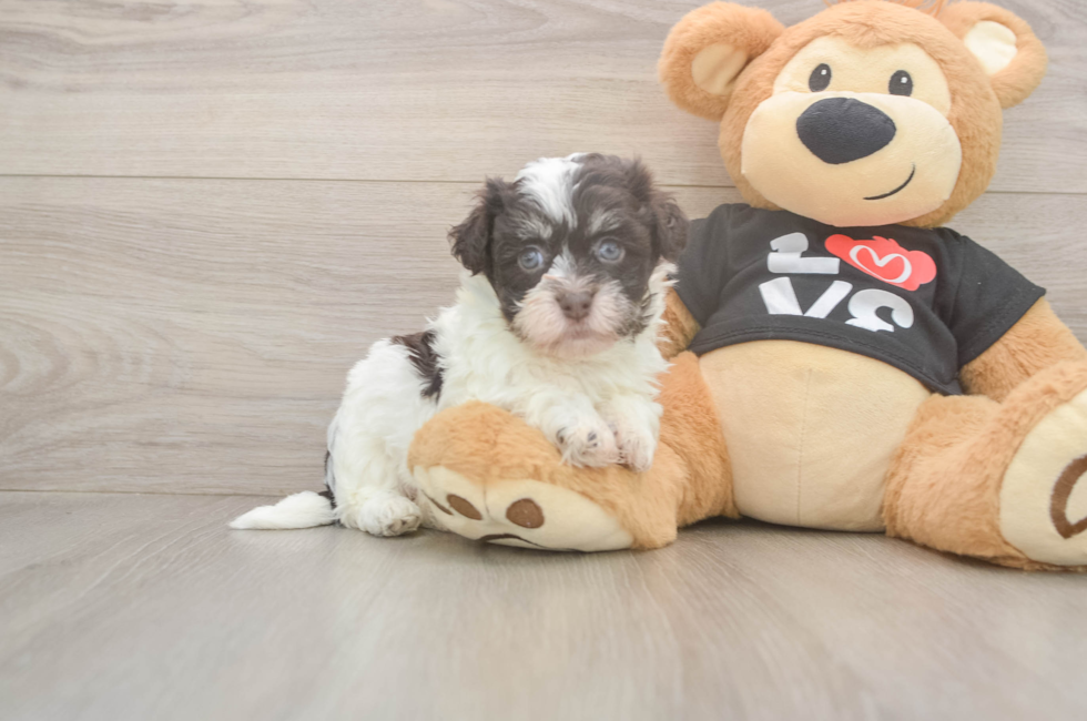 5 week old Havanese Puppy For Sale - Premier Pups