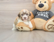5 week old Havanese Puppy For Sale - Premier Pups