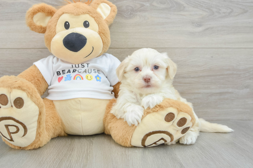 5 week old Havanese Puppy For Sale - Premier Pups
