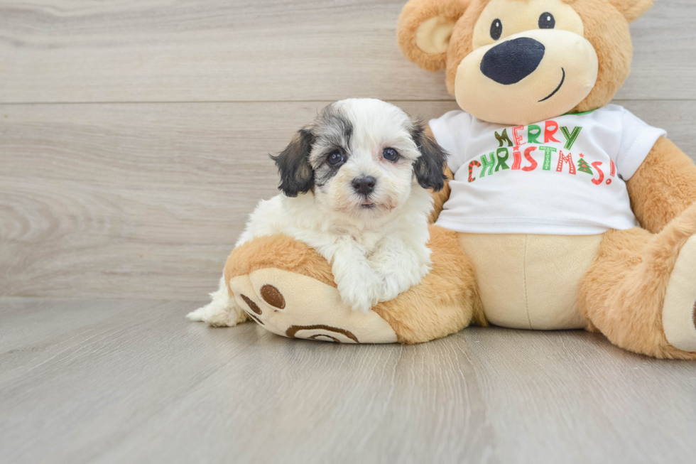 Havanese Puppy for Adoption