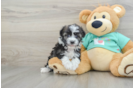 Havanese Puppy for Adoption