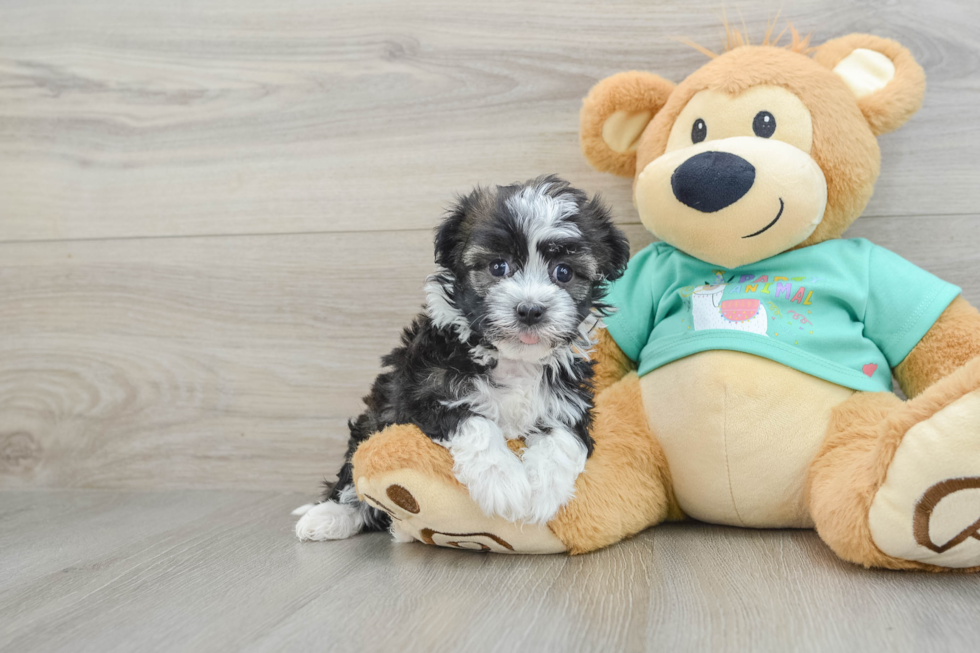 Havanese Puppy for Adoption