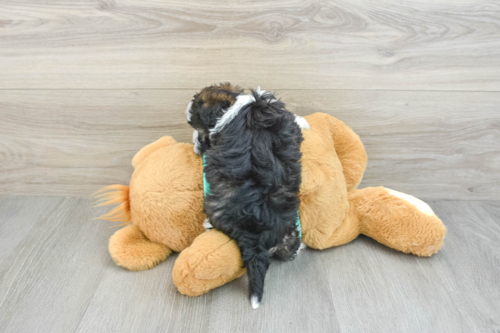 Havanese Pup Being Cute