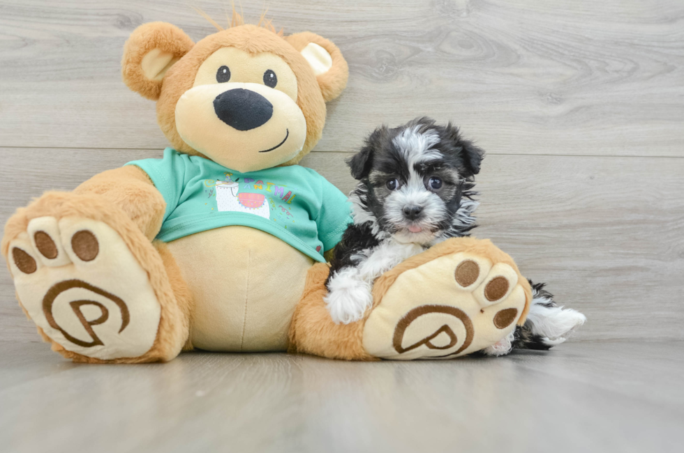 5 week old Havanese Puppy For Sale - Premier Pups