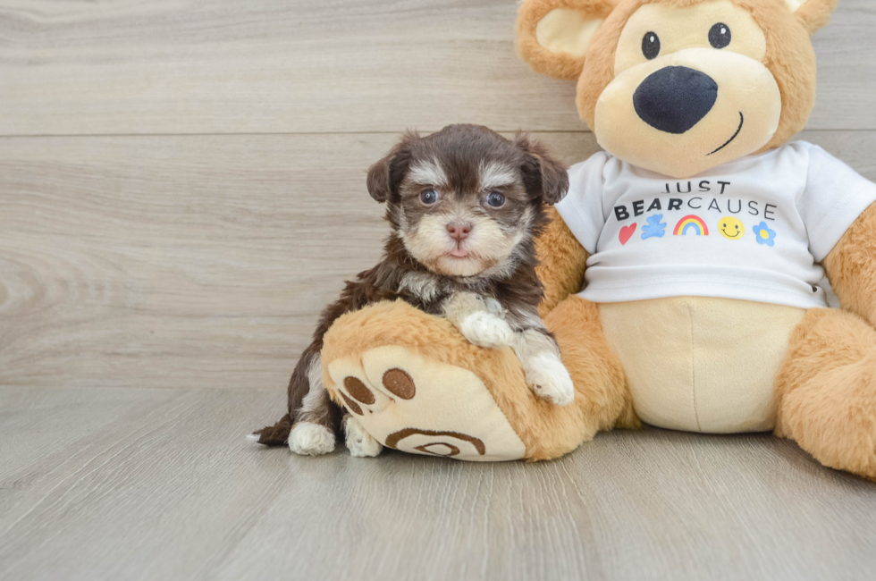 5 week old Havanese Puppy For Sale - Premier Pups