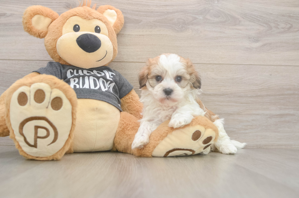 5 week old Havanese Puppy For Sale - Premier Pups