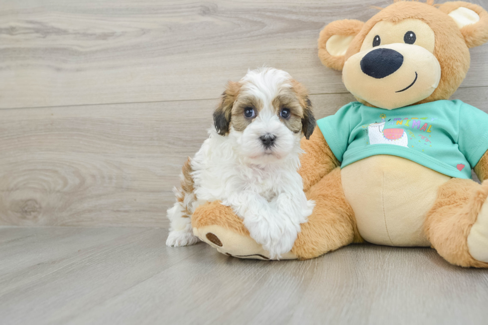 Havanese Pup Being Cute