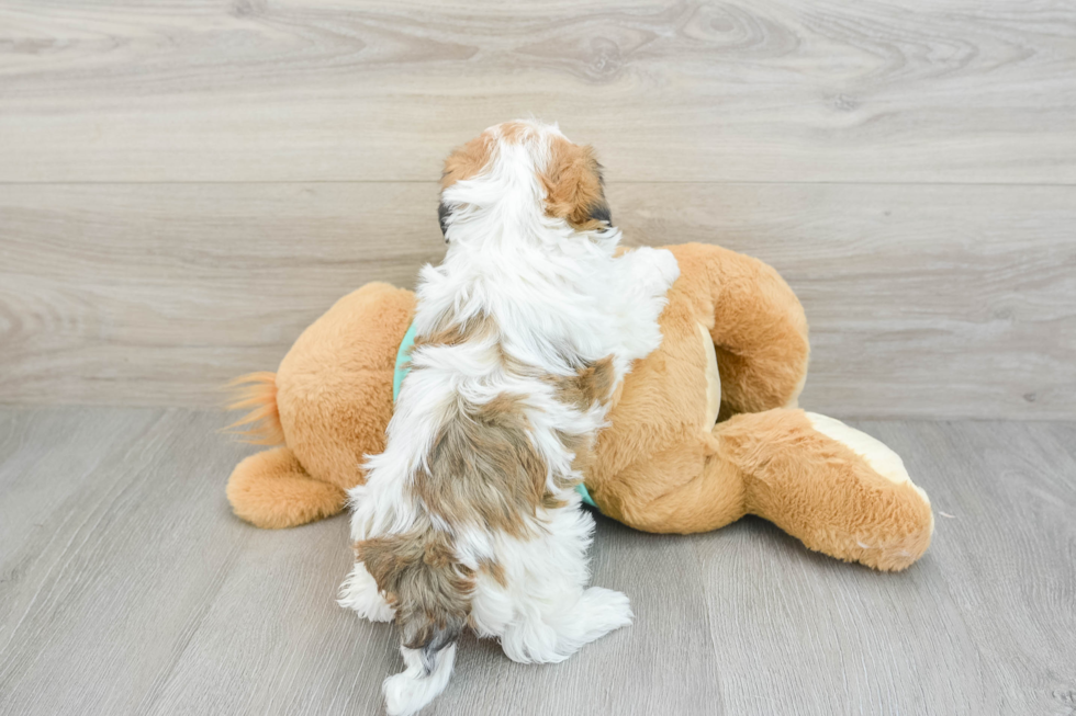 Havanese Pup Being Cute