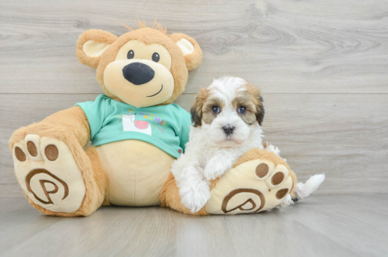 Havanese Pup Being Cute