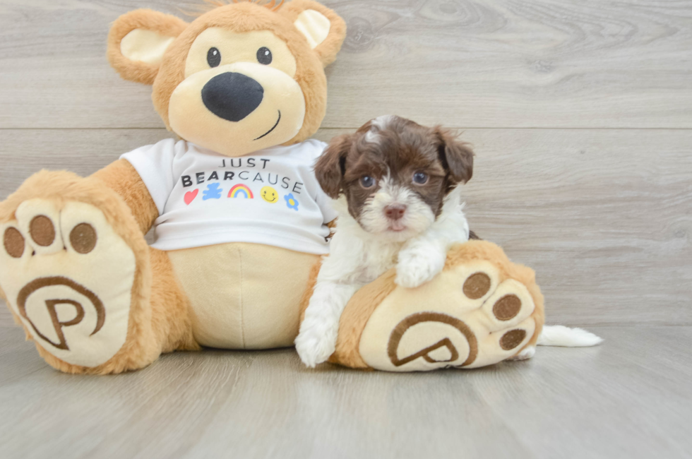 5 week old Havanese Puppy For Sale - Premier Pups