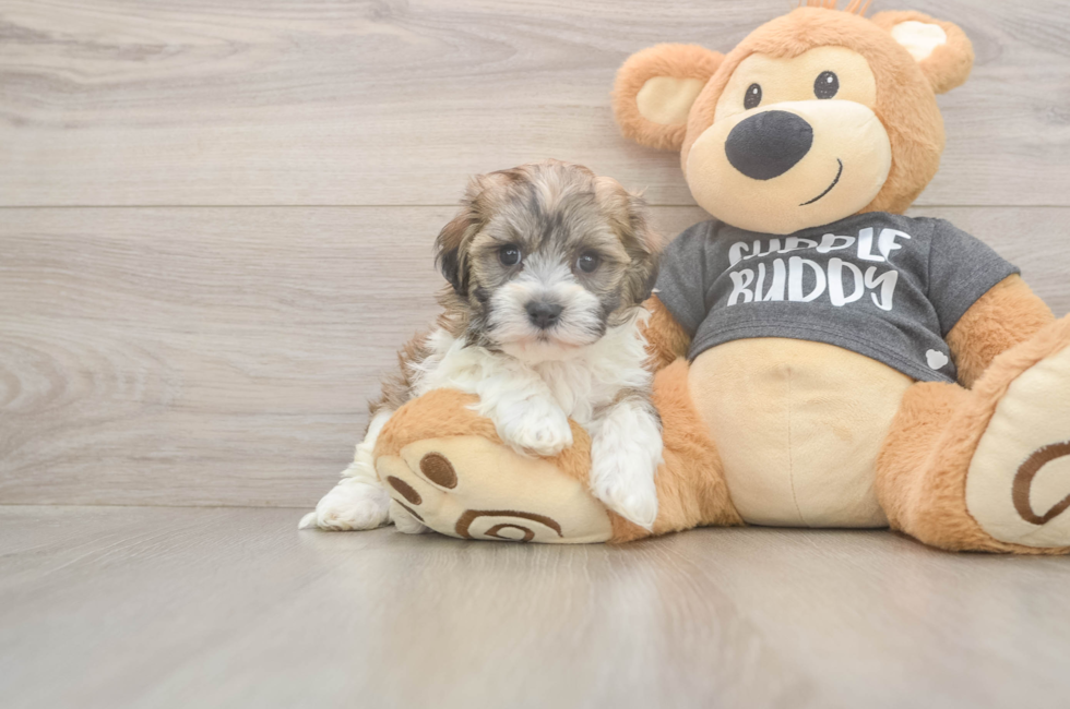 5 week old Havanese Puppy For Sale - Premier Pups