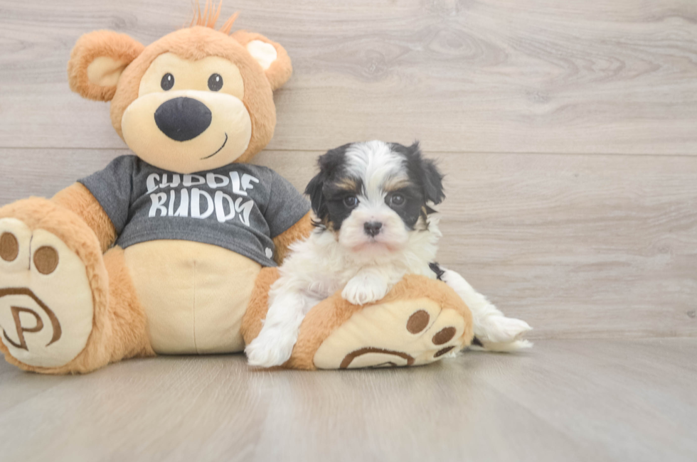 5 week old Havanese Puppy For Sale - Premier Pups