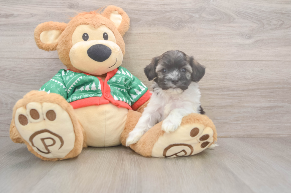 5 week old Havanese Puppy For Sale - Premier Pups