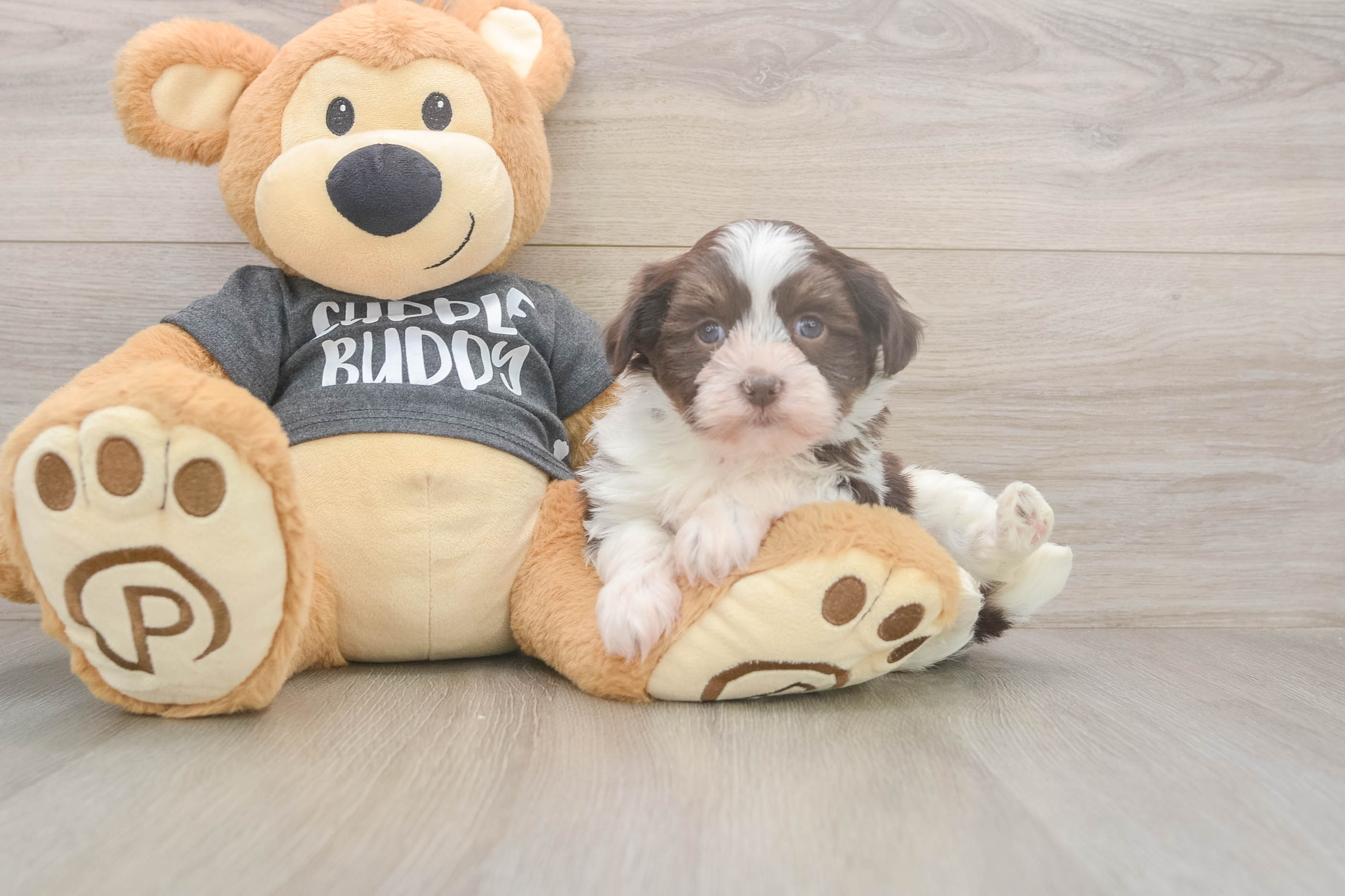 Friendly Havanese Purebred Pup