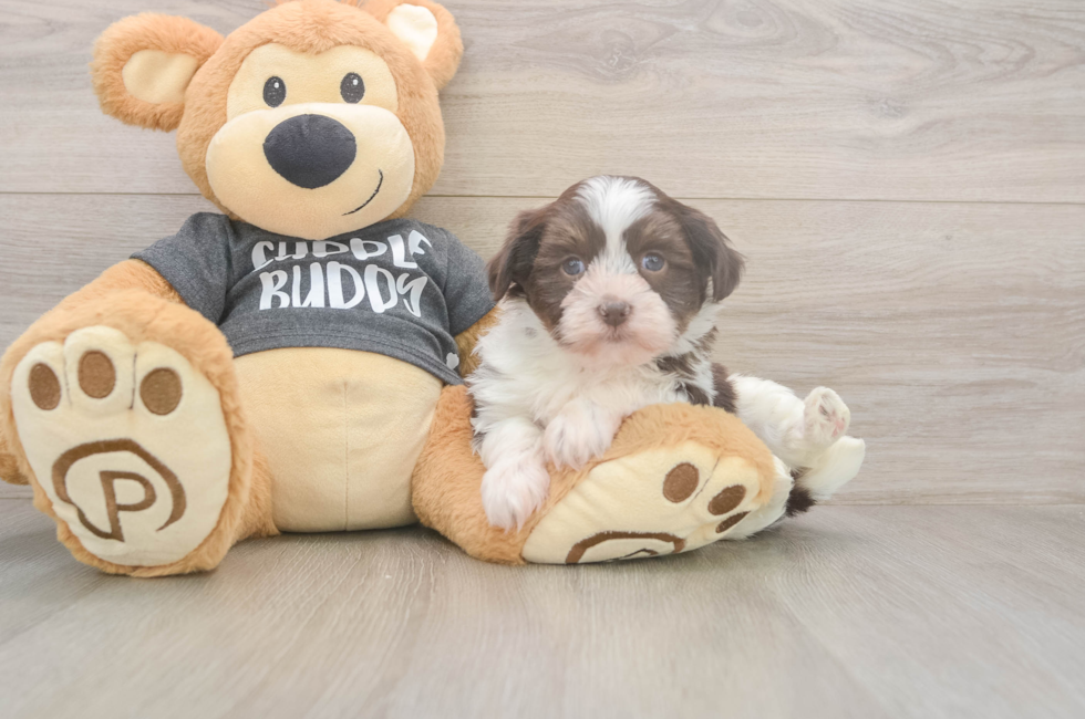 5 week old Havanese Puppy For Sale - Premier Pups