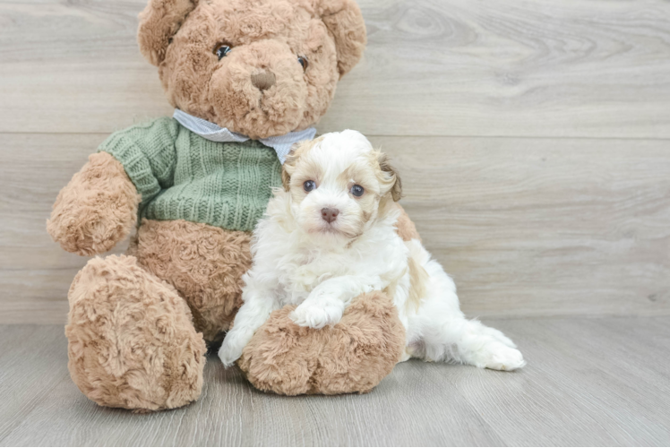 Popular Havanese Baby