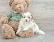 5 week old Havanese Puppy For Sale - Premier Pups