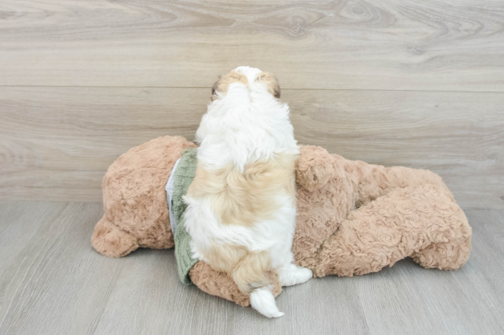 Playful Havanese Baby