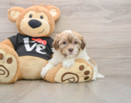 5 week old Havanese Puppy For Sale - Premier Pups
