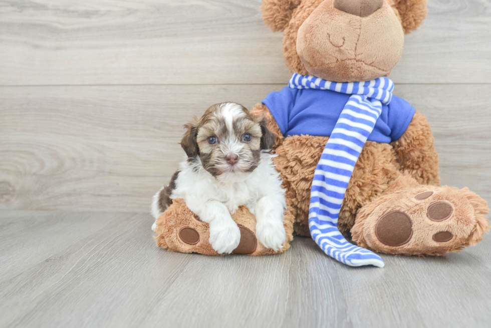 Havanese Puppy for Adoption