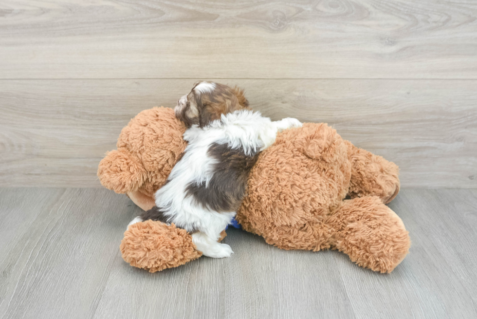 Sweet Havanese Purebred Puppy