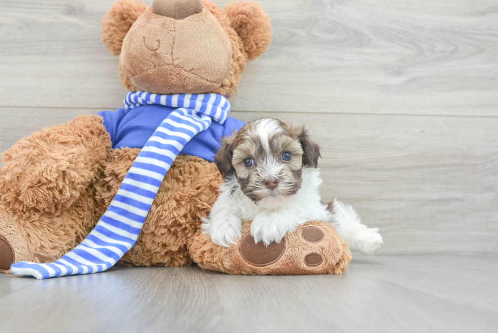 Little Havanese Baby