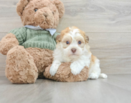 5 week old Havanese Puppy For Sale - Premier Pups